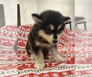 Alaskan Malamute Puppy for sale in SAINT CHARLES, MI, USA