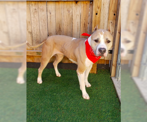 Medium Photo #3 American Staffordshire Terrier-Labrador Retriever Mix Puppy For Sale in Evansville, IN, USA