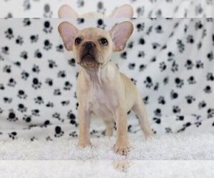 French Bulldog Puppy for sale in GILLETT, TX, USA