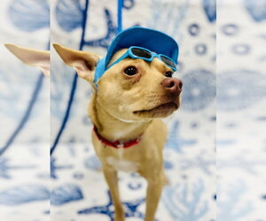 Chihuahua Dogs for adoption in Manahawkin, NJ, USA