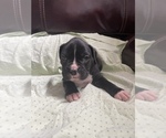 Small Photo #8 Boxer Puppy For Sale in CONROE, TX, USA
