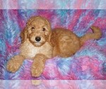 Small #9 Labradoodle