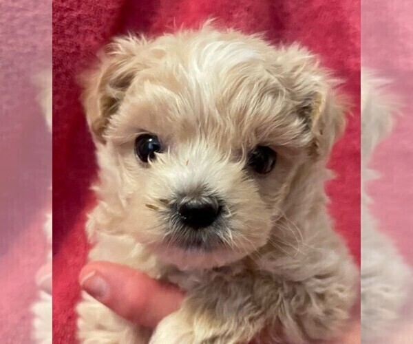 Medium Photo #2 ShihPoo Puppy For Sale in HASTINGS, MN, USA