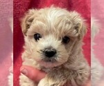 Small Photo #2 ShihPoo Puppy For Sale in HASTINGS, MN, USA