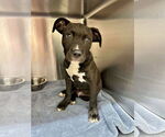 Small #6 American Pit Bull Terrier-Labrador Retriever Mix