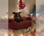 Small Photo #15 American Bully Puppy For Sale in LUBBOCK, TX, USA