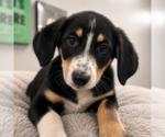 Small Australian Shepherd Mix