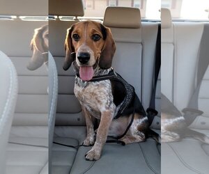Beagle Dogs for adoption in COLUMBIA, MD, USA