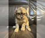 Puppy Puppy 1 ShihPoo