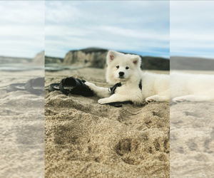 Samoyed Puppy for sale in JURUPA VALLEY, CA, USA