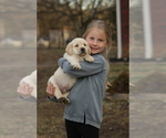 Small Photo #14 Labrador Retriever Puppy For Sale in ROCKWOOD, TN, USA