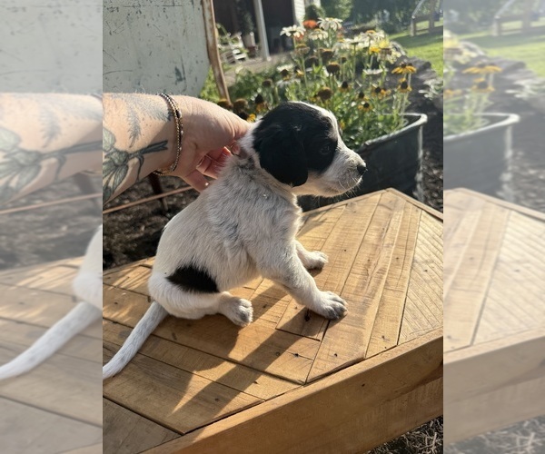 Medium Photo #46 Bernedoodle-Bluetick Coonhound Mix Puppy For Sale in RINGTOWN, PA, USA