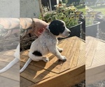 Small Photo #46 Bernedoodle-Bluetick Coonhound Mix Puppy For Sale in RINGTOWN, PA, USA