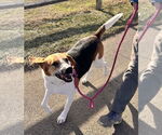 Small #2 Treeing Walker Coonhound Mix