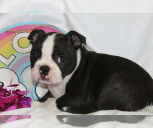 Boston Terrier Puppy for sale in BROOKSVILLE, FL, USA