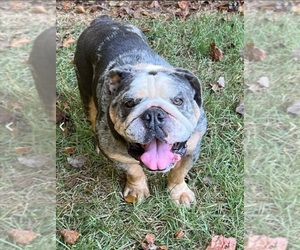 Father of the American Bulldog-English Bulldog Mix puppies born on 10/23/2025