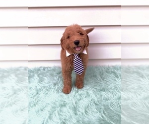 Goldendoodle (Miniature) Puppy for sale in ORLANDO, FL, USA