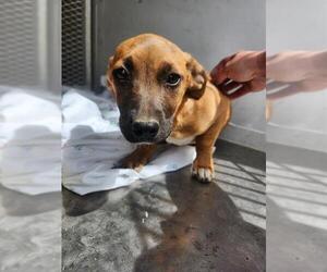 Mutt Dogs for adoption in Bakersfield, CA, USA