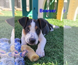 Australian Shepherd-Unknown Mix Dogs for adoption in Des Moines, IA, USA