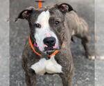 Small #2 American Staffordshire Terrier