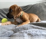 Small Photo #4 Boxer Puppy For Sale in WEST COLUMBIA, SC, USA