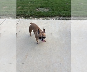 French Bulldog Puppy for sale in ROEBUCK, SC, USA