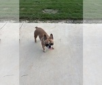 Small French Bulldog