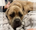 Small #8 Bullmastiff