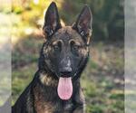 Small #1 German Shepherd Dog Mix
