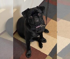 Mother of the Pug puppies born on 07/09/2025