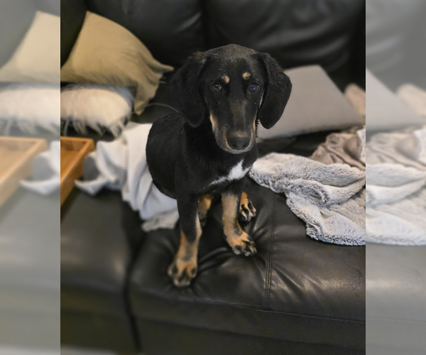 Medium Photo #10 Basset Hound-Unknown Mix Puppy For Sale in Brooklyn, NY, USA