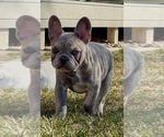 Puppy Puppy 5 French Bulldog