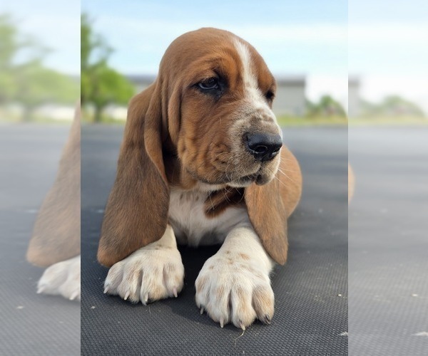 Medium Photo #1 Basset Hound Puppy For Sale in GREENLEAF, WI, USA