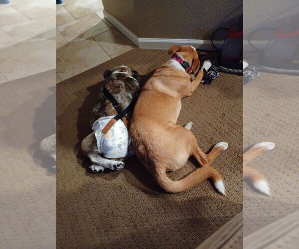 Medium Photo #6 Gerberian Shepsky Puppy For Sale in Fair Oaks, CA, USA