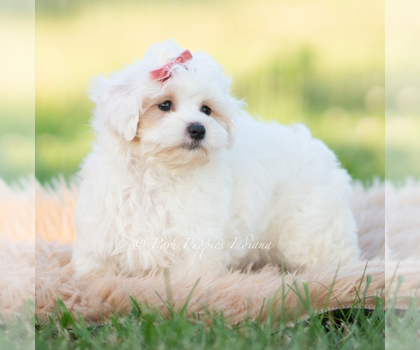 Medium Photo #69 Maltipoo (Miniature) Puppy For Sale in WARSAW, IN, USA