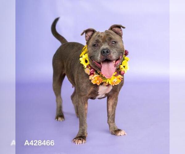 Medium Photo #2 Mutt Puppy For Sale in Conroe, TX, USA