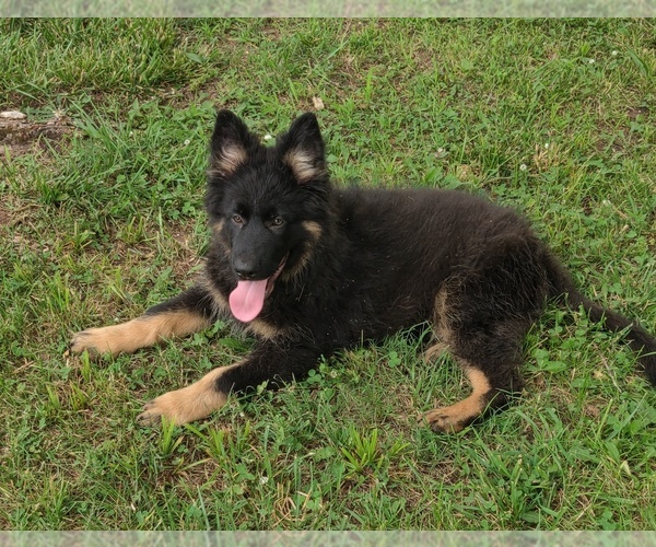 Medium Photo #4 German Shepherd Dog Puppy For Sale in COUCH, MO, USA
