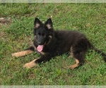 Small #3 German Shepherd Dog