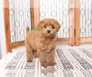Cavapoo Puppies For Sale Near Tampa Florida Usa Page 1 10 Per Page Puppyfinder Com