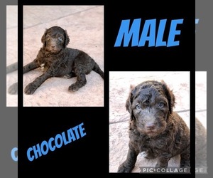 Aussiedoodle-Labradoodle Mix Puppy for sale in CLOVIS, CA, USA
