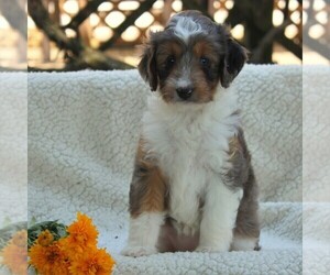 Aussiedoodle Miniature  Puppy for sale in GAP, PA, USA