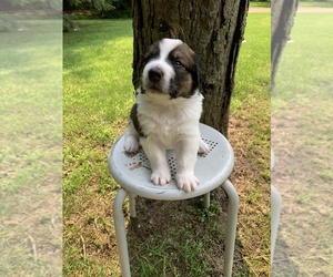 Great Bernese Puppy for sale in COLDWATER, MI, USA