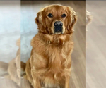 Small #13 Golden Retriever