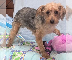 Mutt Dogs for adoption in Bon Carbo, CO, USA