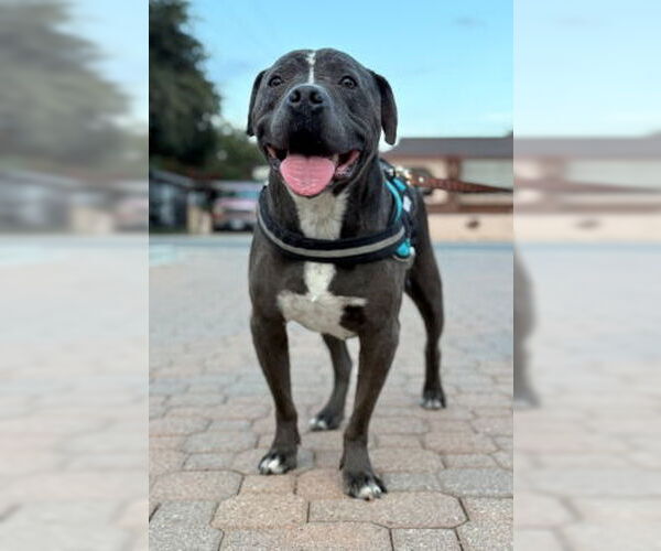 Medium Photo #4 American Pit Bull Terrier-Unknown Mix Puppy For Sale in Ventura, CA, USA