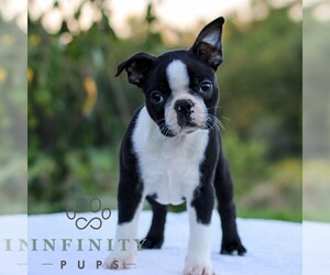 Boston Terrier Puppy for sale in MANHEIM, PA, USA