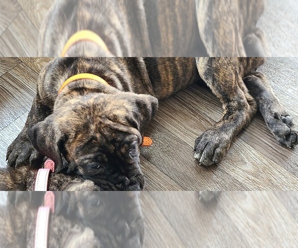 Medium Photo #16 Cane Corso Puppy For Sale in PORTLAND, OR, USA