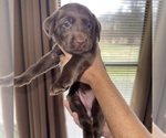 Small Photo #13 Labrador Retriever Puppy For Sale in ELIZABETH, WV, USA