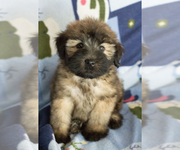 Medium Photo #5 Soft Coated Wheaten Terrier Puppy For Sale in MILWAUKEE, WI, USA