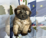 Small Photo #5 Soft Coated Wheaten Terrier Puppy For Sale in MILWAUKEE, WI, USA
